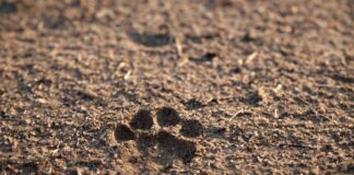 Protección Animal ha atendido 140 reportes en Puebla