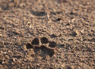 Limpieza de predio retrasa construcción de la Célula de Bienestar Animal
