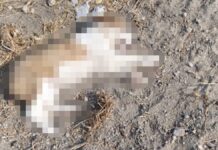 Denuncian maltrato animal en supuesto refugio de San Miguel La Venta