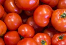 EU impondrá aranceles del 20.91% al tomate mexicano