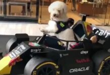 Fallece Fabbio, el perrito fanático de Checo Pérez