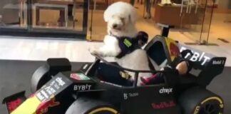 Fallece Fabbio, el perrito fanático de Checo Pérez