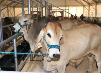 Feria de Puebla 2025 celebra el orgullo del campo poblano