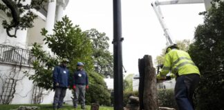 Trump reemplaza árbol de casi 200 años en la Casa Blanca