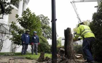 Trump reemplaza árbol de casi 200 años en la Casa Blanca