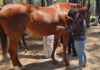 Atienden a caballos tras reporte de desplome en la Feria de Puebla