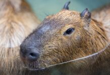 Rescatan a cinco capibaras durante operativo en Costa Rica