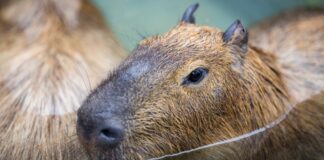 Rescatan a cinco capibaras durante operativo en Costa Rica