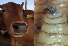 Ganaderos critican falta de control en frontera sur por gusano barrenador