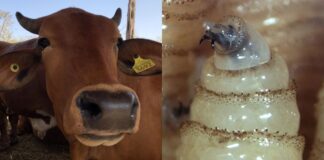 Ganaderos critican falta de control en frontera sur por gusano barrenador