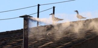 Tres gaviotas se vuelven viral tras humo blanco del cónclave