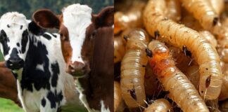 México acusa a EU por avance del gusano barrenador