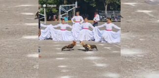SEP rechaza que hubiera pelea de gallos en el CENHCH