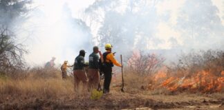 Capacita UCIPS a Policía y Guardia Forestal para combatir incendios