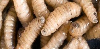 Chiapas detecta nuevo caso de infestación por gusano barrenador en humanos