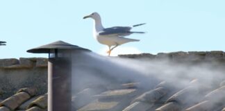 Habemus Papam: Sale humo blanco de chimenea en la Capilla Sixtina