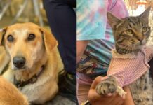 Atienden a mascotas en Guadalupe Xonacatepec y Romero Vargas