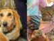 Atienden a mascotas en Guadalupe Xonacatepec y Romero Vargas