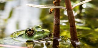 Ordenan liberar a científica acusada de contrabando de embriones de rana