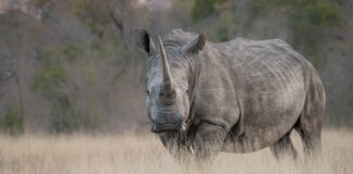 Cazadores han matado 103 rinocerontes durante 2025 en Sudáfrica