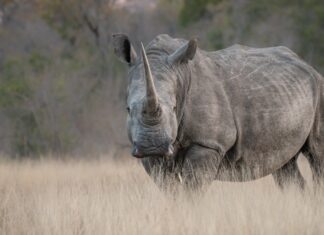 Cazadores han matado 103 rinocerontes durante 2025 en Sudáfrica