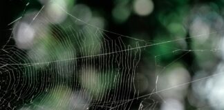 Salud refuerza servicios ante picaduras de arañas violinista en Puebla