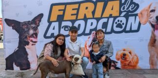 114 lomitos han encontrado hogar en Atlixco; así puedes adoptar