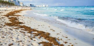 Advierte Semarnat que 2025 será un año difícil por llegada de sargazo