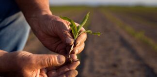 Redadas contra migrantes en campos agrícolas afectarán a EU: Sheinbaum