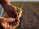 Granizadas han dañado mil 500 hectáreas de cultivo en Puebla