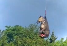 Capturan a cebra “fugitiva” a una semana de su escape en Tennessee