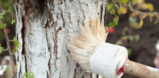 Aprueba reformas para permitir el encalado de árboles en Puebla