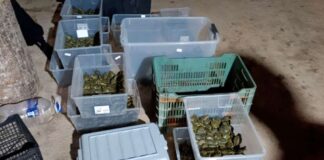 Evitan tráfico ilegal de más de 3 mil tortugas en Chiapas