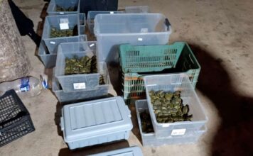 Evitan tráfico ilegal de más de 3 mil tortugas en Chiapas