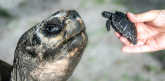 Goliat, la tortuga gigante, padre a los 134 años