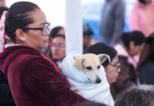 Realizan Jornada de Esterilización en San Antonio Cacalotepec