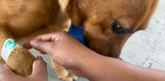 Refuerzan bienestar animal con vacunas gratuitas y atención médica