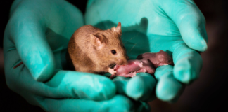 Científicos japoneses logran revertir sexo de ratones machos a hembras