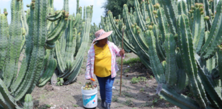 Pitaya poblana abre mercado en EU