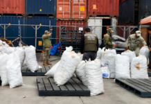 Decomisan aletas de tiburón en Baja California con destino a China