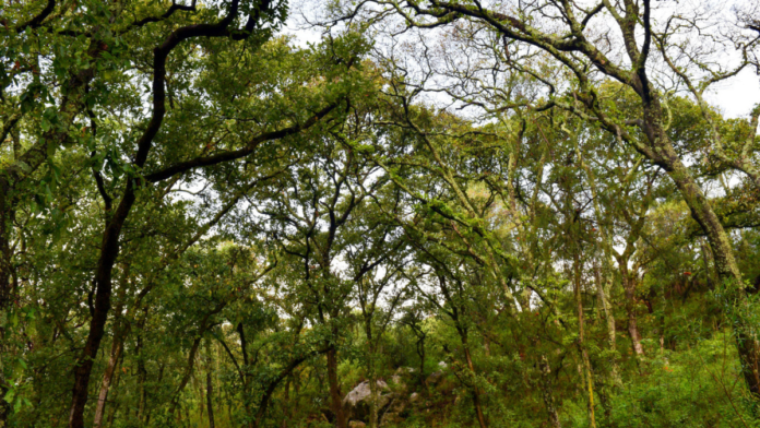 Puebla-reforestación