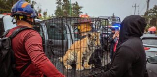 Rescatan a cachorro de tigre de Bengala en Edomex