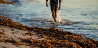 Temen que sargazo afecte turismo y pesca en Yucatán