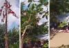 Se rompe mástil ceremonial y voladores de Papantla caen 10 metros