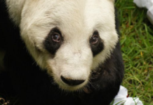 Xin Xin celebra sus 35 años en el Zoológico de Chapultepec