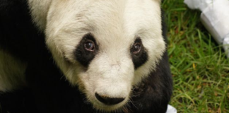 Xin Xin celebra sus 35 años en el Zoológico de Chapultepec