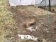 Denuncian envenenamiento masivo de perros y gatos en Texmelucan