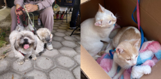 Realizan jornada de vacunación y esterilización en colonias de Puebla