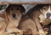 Albergue de animales en Edomex sufre acoso de cártel y policías