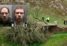 Condenan a dos hombres por tala de icónico árbol en Inglaterra